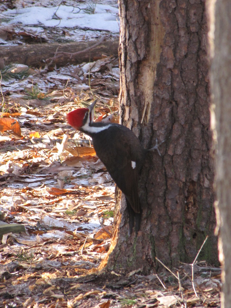 Aquia Harbour, VA: Woodpecker in the yard