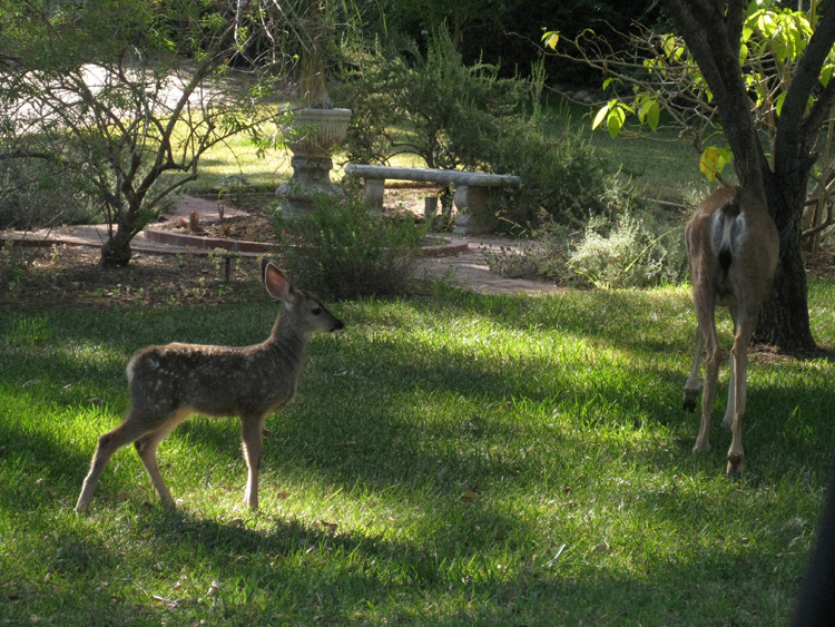 Monrovia, CA: Fawn and Mother on corner of Ridgecrest & Briarcliff