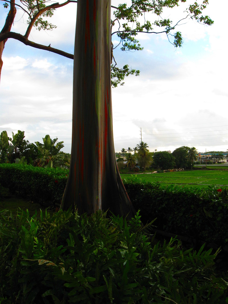 Pearl City, HI: The tree at Pearlridge Shopping Center with the Taro Farm in the background.