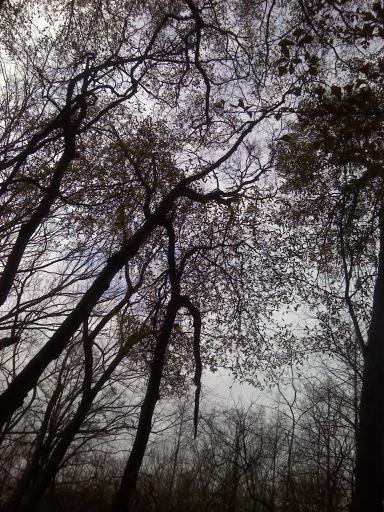 Clarendon, AR: looking up ...woods behind Bret Norman's place...