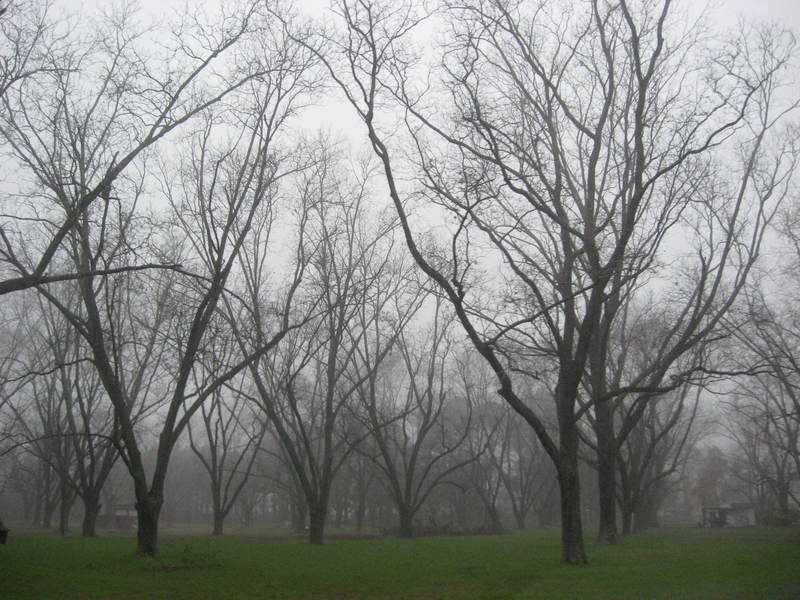 Fitzgerald, GA: Beginning of Winter in Fitzgerald. These trees are what remind me of Fitzgerald as I was growning up there.