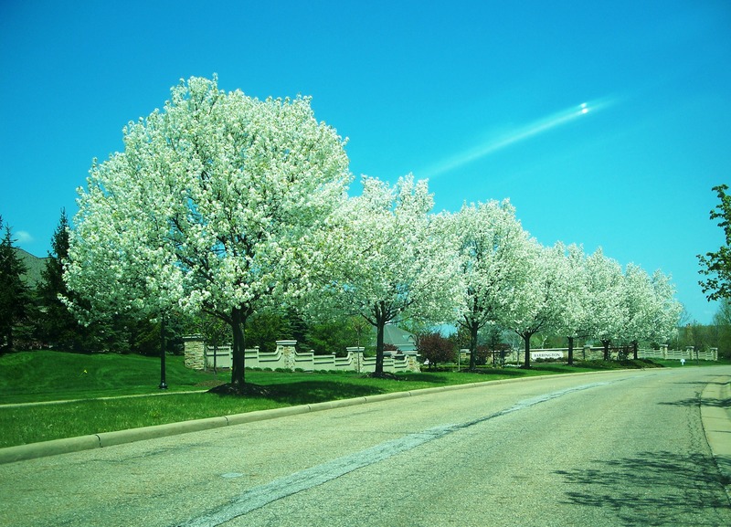 Aurora, OH: Barrington Blvd. in the spring