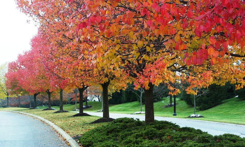 Aurora, OH : Barrington Blvd. in the fall photo, picture, image (Ohio
