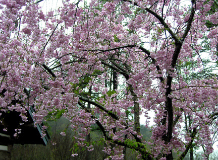 Tellico Plains, TN: Weeping Cherry, Springtime in Tellico Plains
