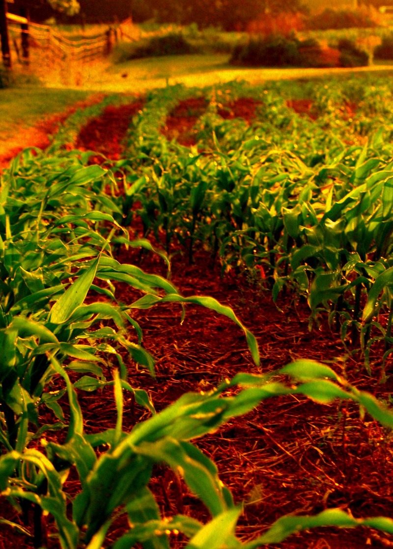 Mechanicsburg, OH: New corn in Mechanicsburg