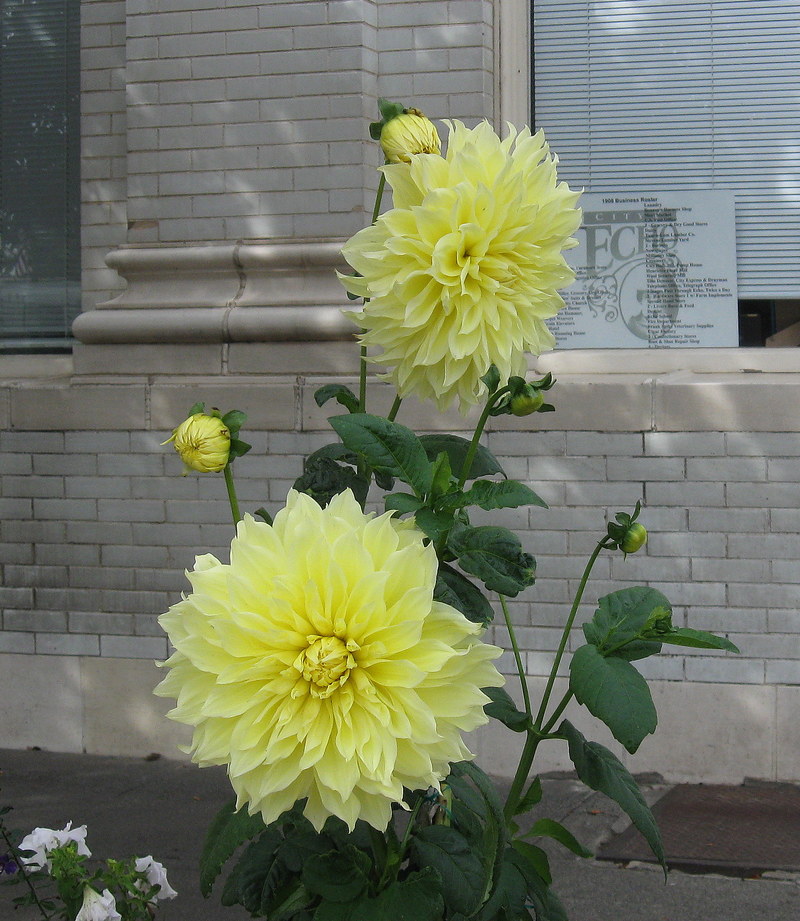 Echo, OR: Dahlia in Main St. Planter w/Echo Museum & historic panels in background