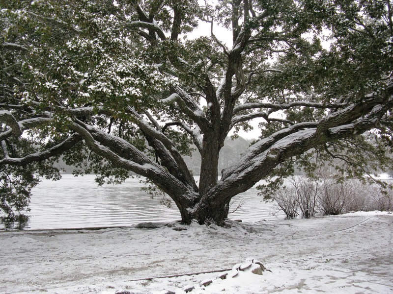 Newport News, VA: Snow Covered Tree by the James