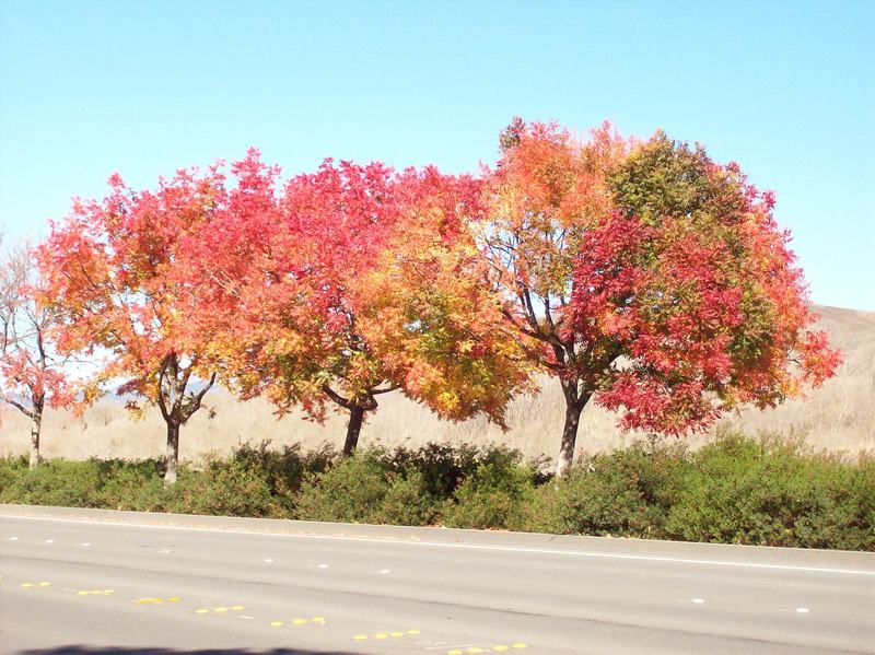 Dublin, CA: Fall trees along Doughtery Blvd. 2007 before the expansion
