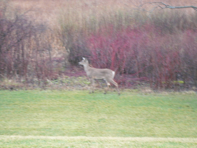 Woodbury, MN: Deer behind our townhome in Ojibway Park