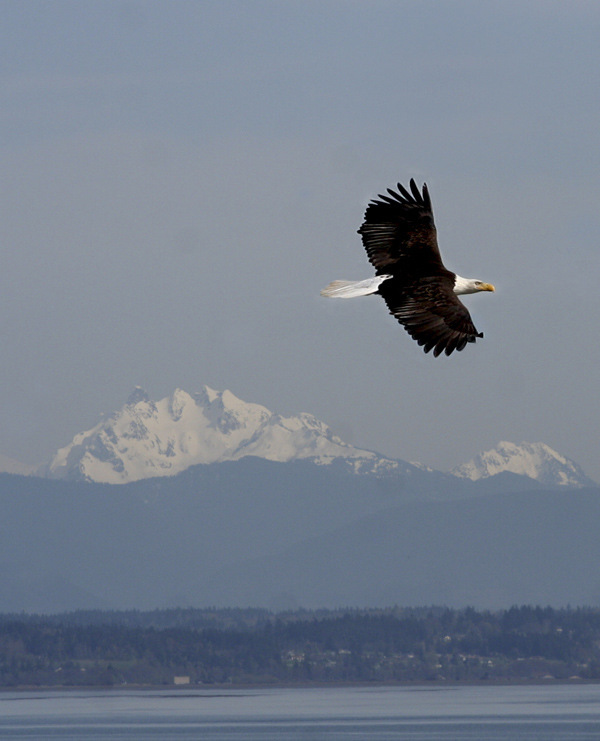 Oak Harbor, WA: Bald Eagle in Oak Harbor