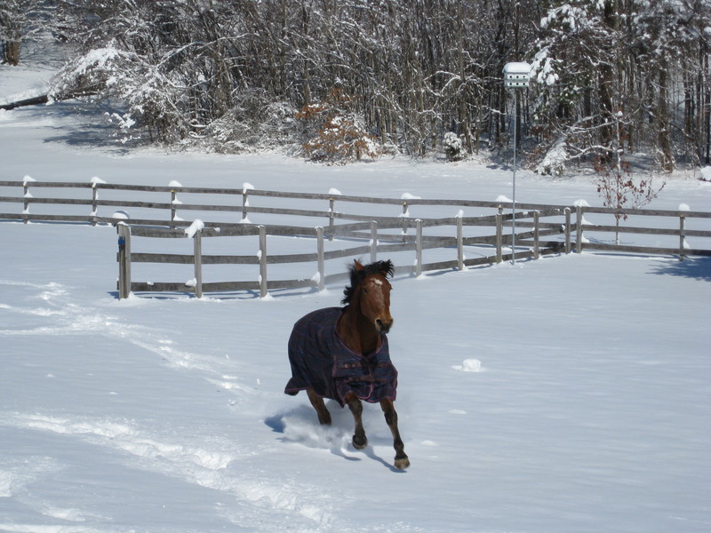 Huntingtown, MD: Dayzee playing in the snow.