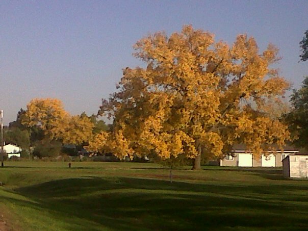 Belfield, ND: a huge cotton wood tree, leaves changing for fall of old highway 10 in belfield nd