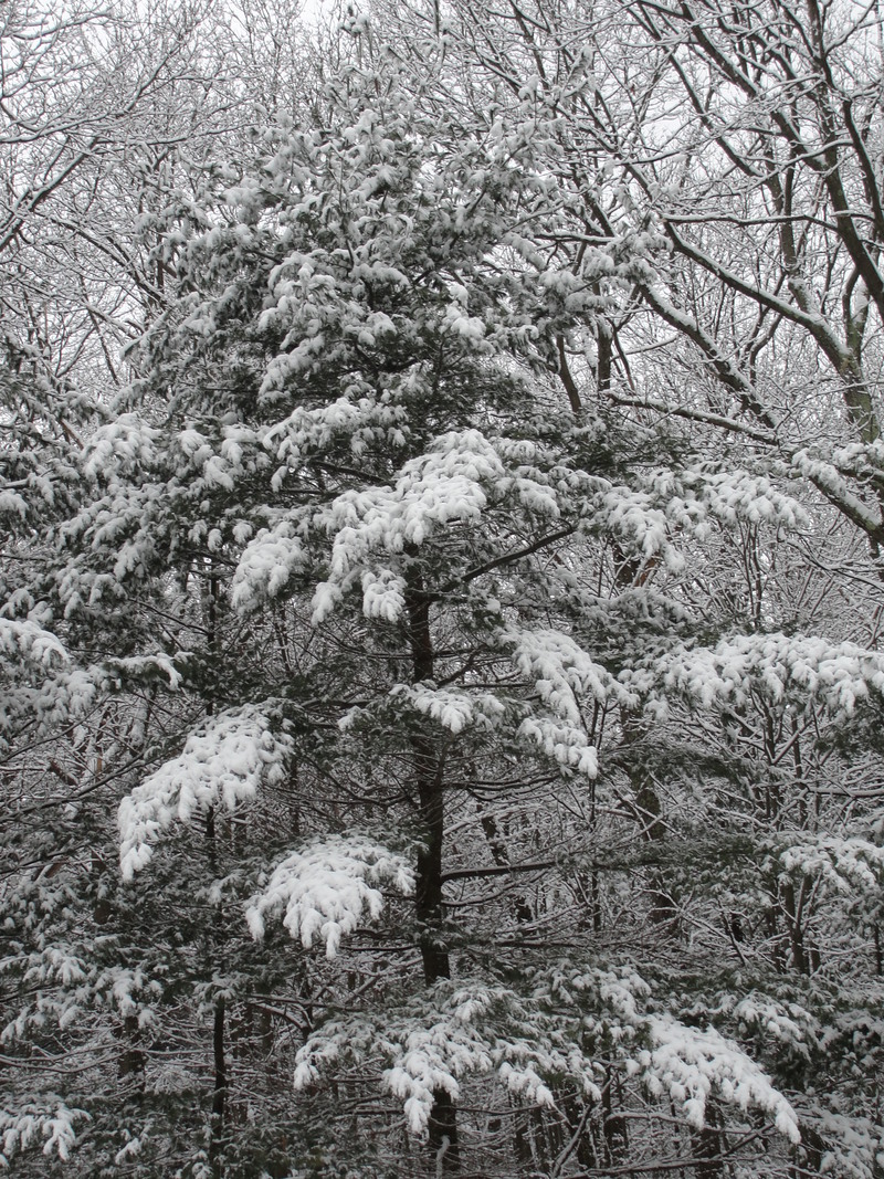 Bolton, CT: pine trees after a snowstorm