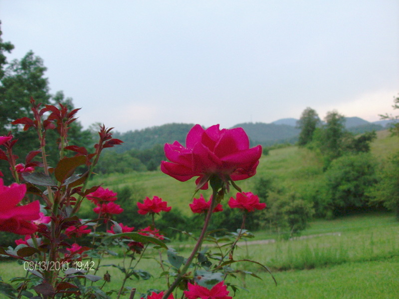 Hiawassee, GA: Rose with Bell Mountain in back ground