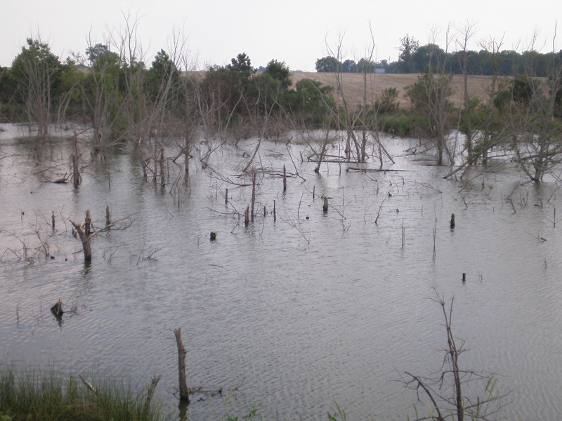 Vienna, GA Taken at my Dad's place ,across the street 2009Vienna,GA
