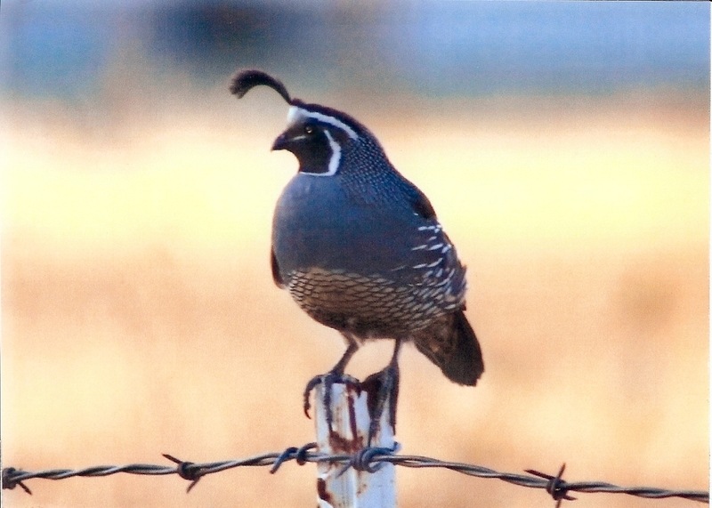Grants Pass, OR: Quail on fence post pulling guard duty