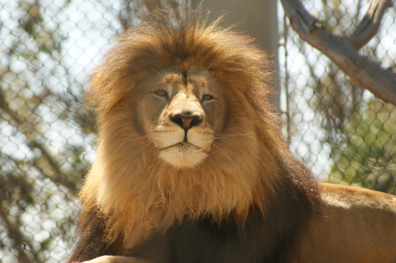 Ingram, TX: Lion at San Diego Zoo.