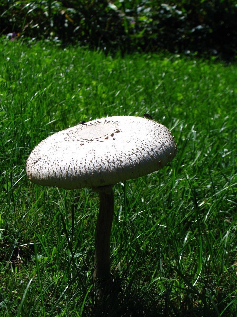 Moline, IL: A mushroom growing in my backyard.