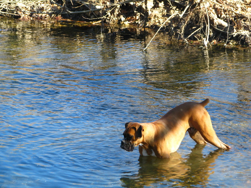 Stoutland, MO: A creek on a friend's property