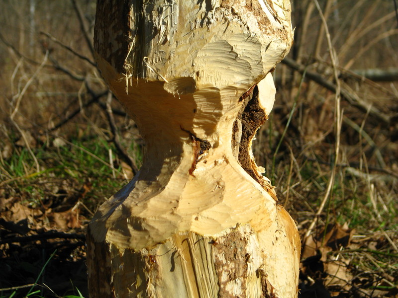 Stoutland, MO: Beavers at work