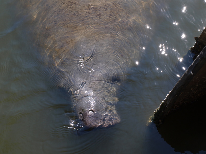 Vero Beach, FL : manatee by the power plant photo, picture, image ...