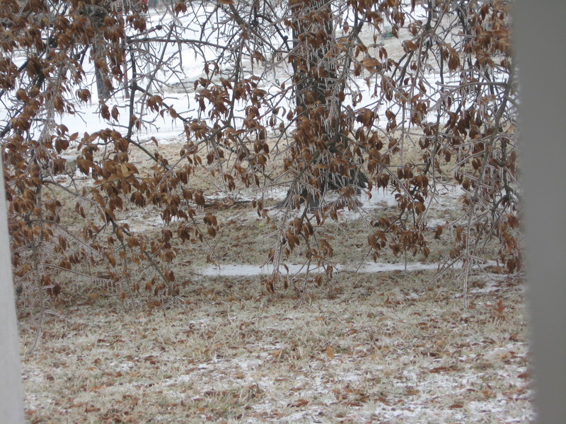 Taylor Springs, IL: ice storm of 2011. this is my front yard, as you can see the branches are touching. I live on water st. in Taylor Springs