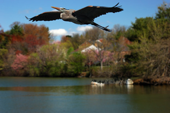 Montgomery Village, MD: Heron flys over Lake Whetstone