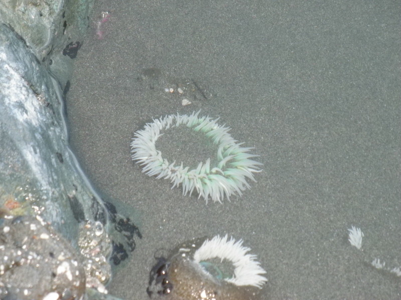 Gold Beach, OR: finding sea life on the beach in Gold Beach