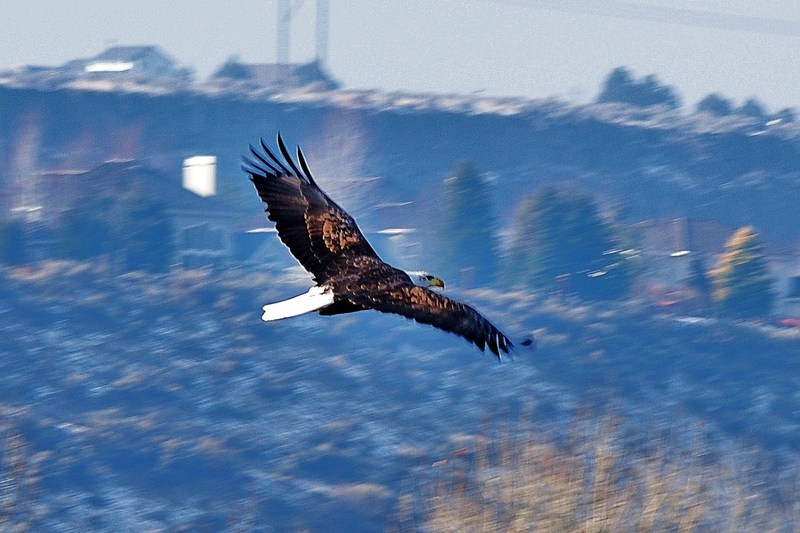 Boise, ID: Eagle on the river