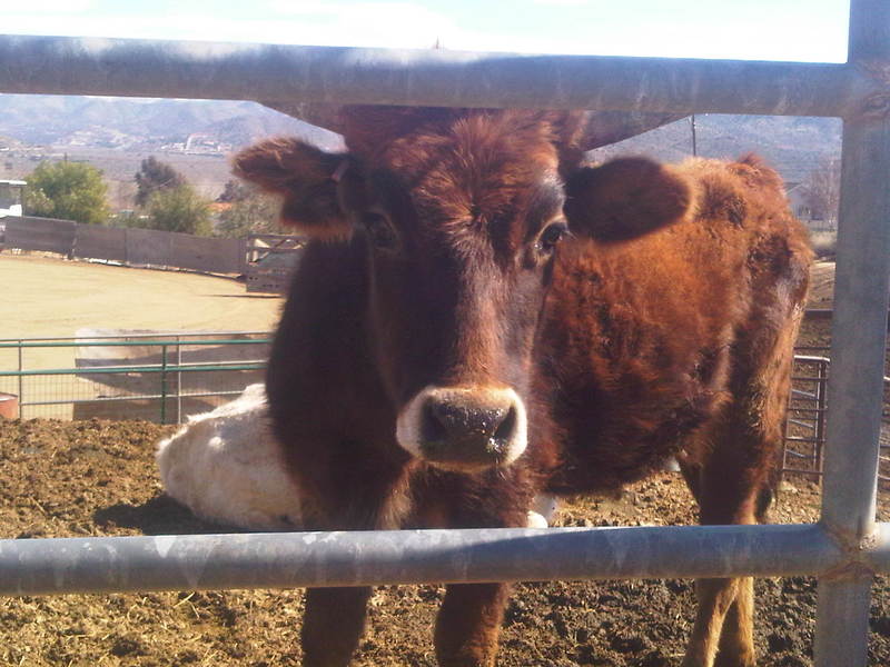 Acton, CA: Acton cow