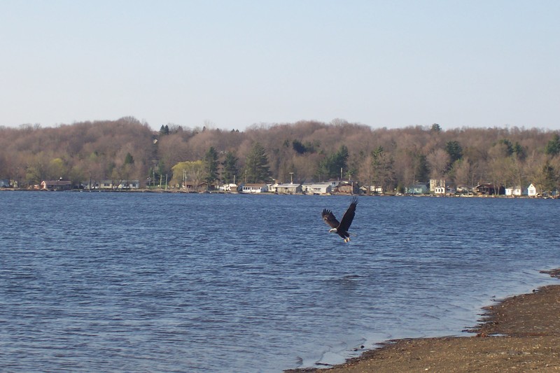 Canadohta Lake, PA: feeding time for Bald Eagle