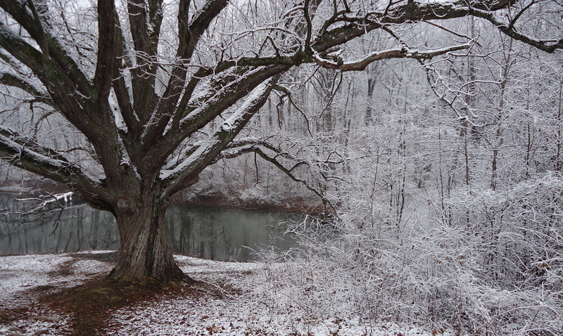 Henderson, KY: Snow at Audubon State Park