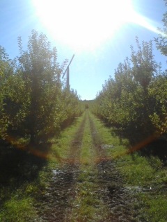 Tieton, WA: Apple orchards (Campbell Orchards) after a hard day at work.