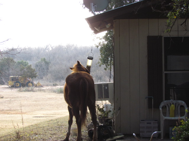 Buffalo Gap, TX: Horse at Van Zandt Farm enjoys eating out of bird feeder through out day
