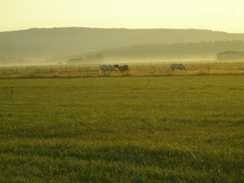 Prineville, OR: Horses in morning mist