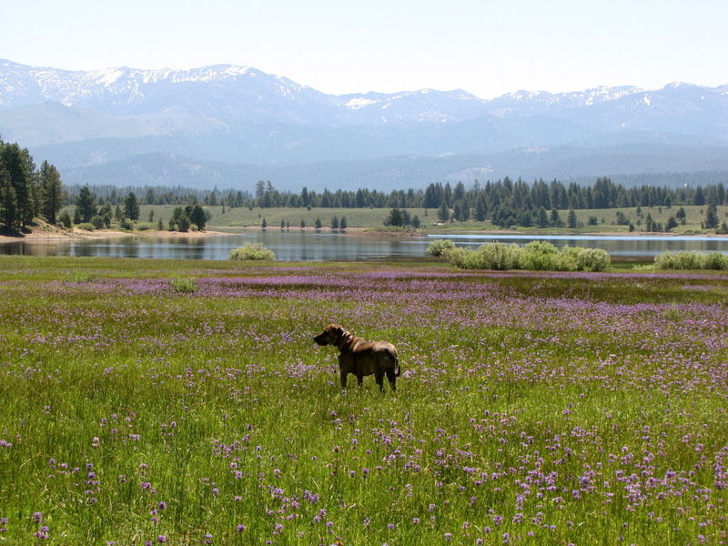 Truckee, CA: Field of Lupine as I walk my dog in open space, Prosser Lake, Truckee