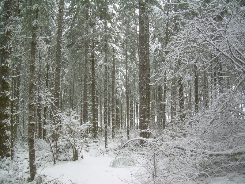 Yacolt, WA: Winter Woods