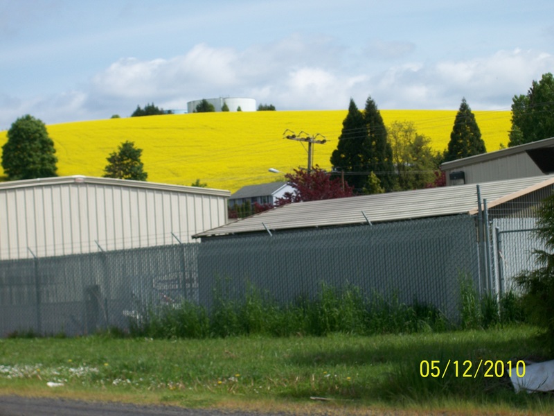 Banks, OR: Mustard Field in Banks, Oregon