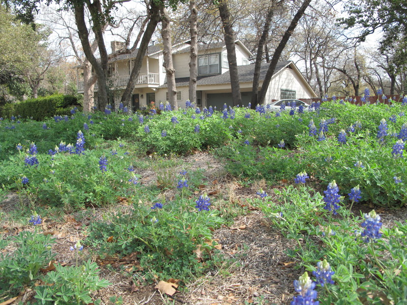 River Oaks, TX: Bluebonnets on Merritt Street