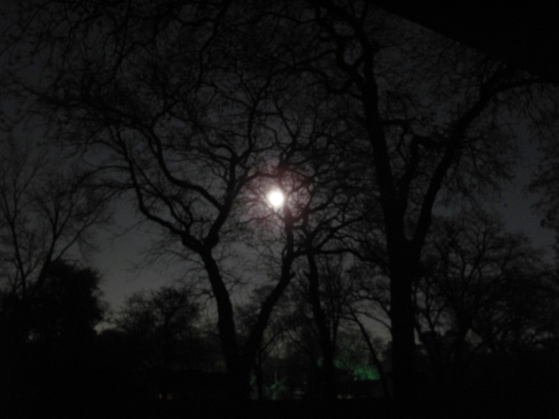 River Oaks, TX: Full Moon in River Oaks through the Oaks March 2011