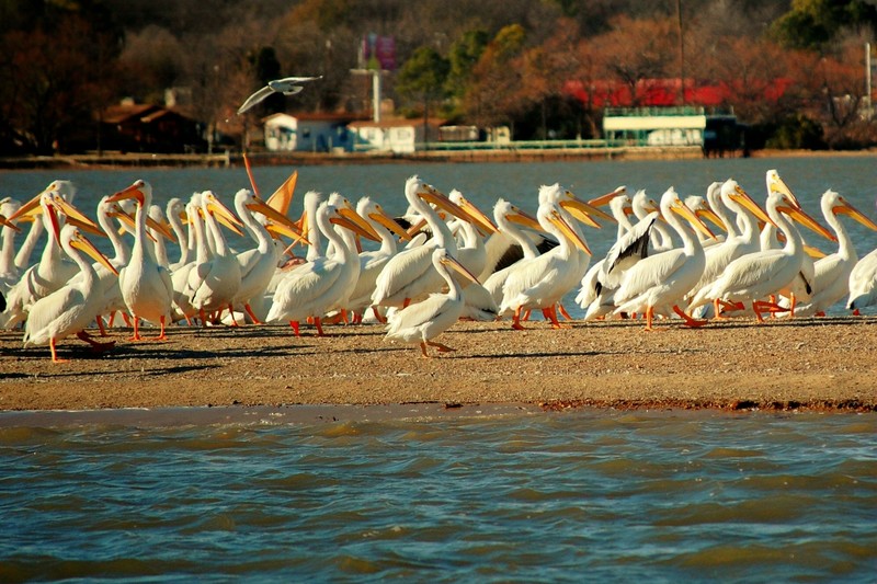 Gun Barrel City, TX: American White Pelicans wintering on Bird Island at Cedar Creek Lake in Gun Barrel City Texas