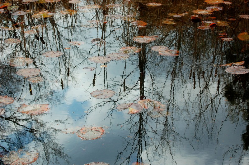 Athens, TX: Lillypond reflections at the Texas Freshwater Fisheries