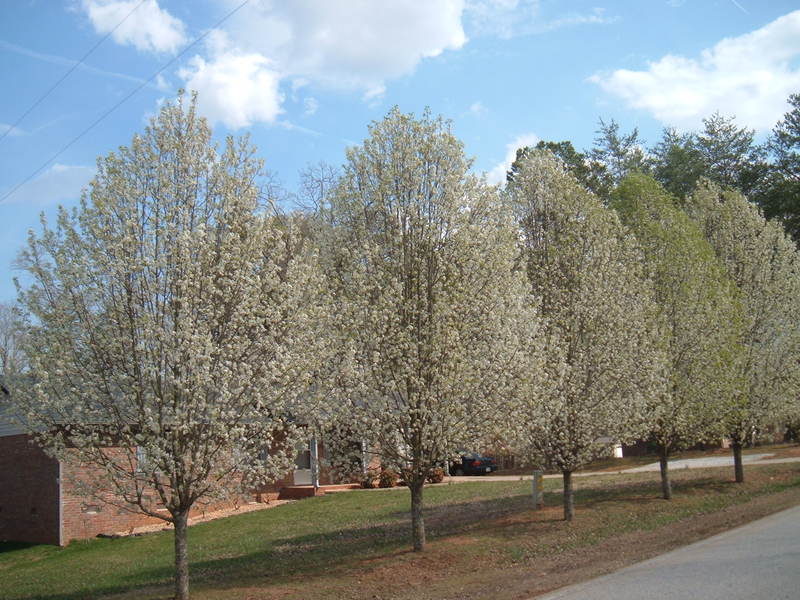Clarkesville, GA: Blooming Bradford Pear Trees