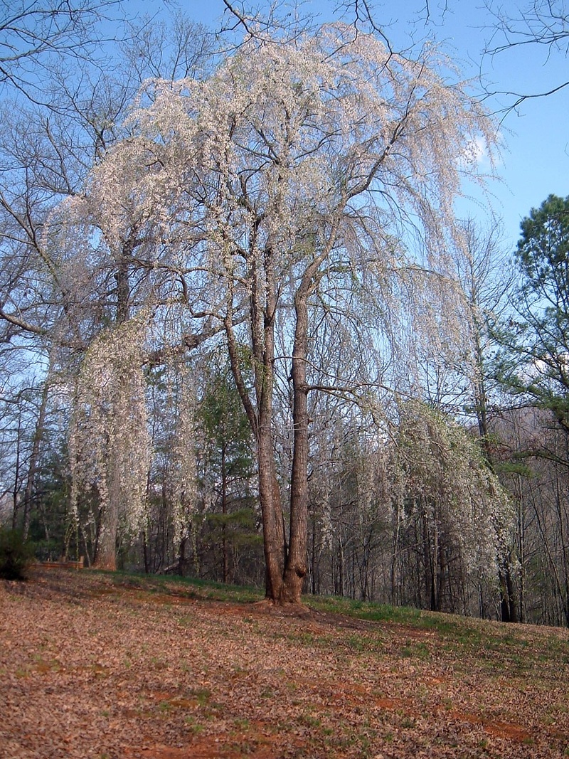 Hiawassee, GA: Weeping Cherry Tree