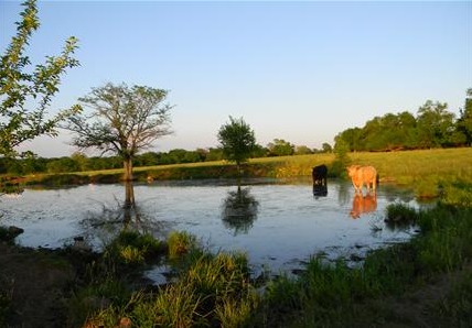 Flemington, MO: Cattle in the Pond