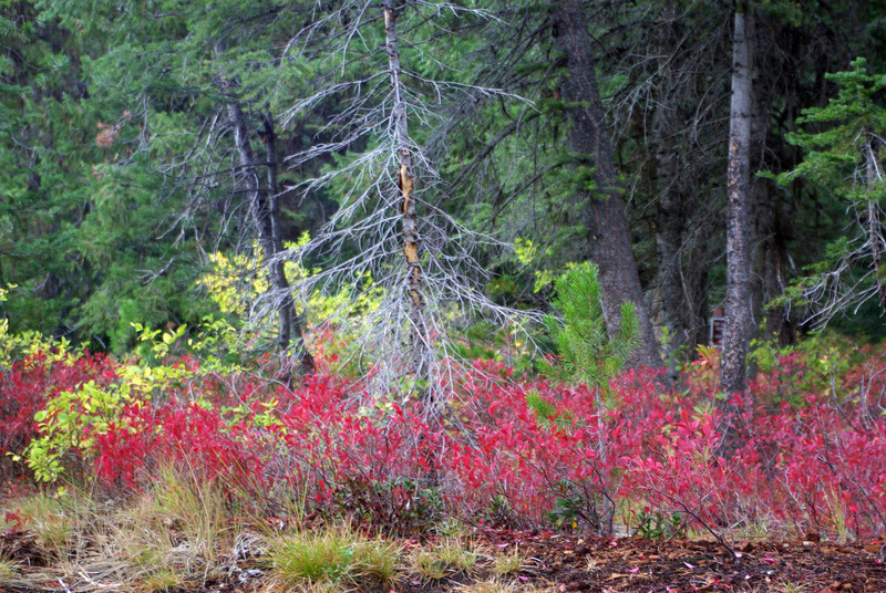 McCall, ID McCall ID Fall photo, picture, image (Idaho) at