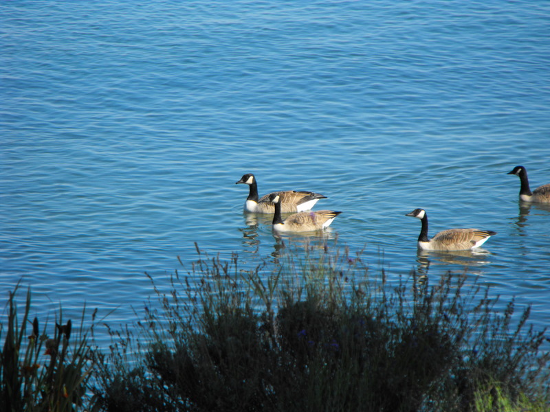 Somerset, NY: A few of the many geese that visit the shore in the Fall