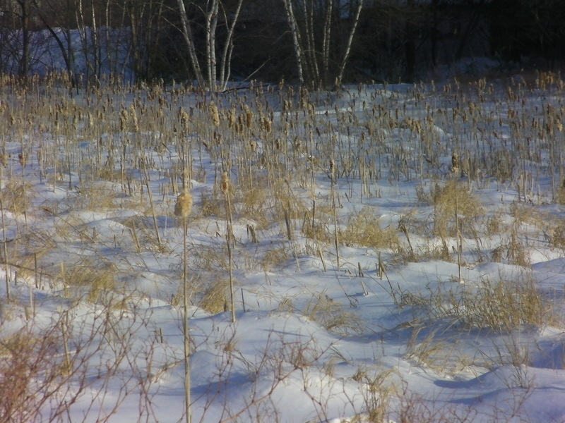 Fitzwilliam, NH: cattails on a winters day in fitzwilliam