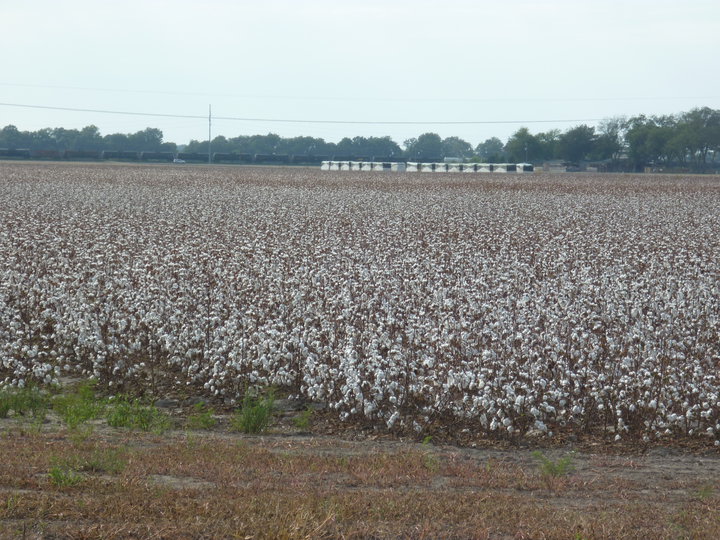 Clarksdale, MS: cotton land