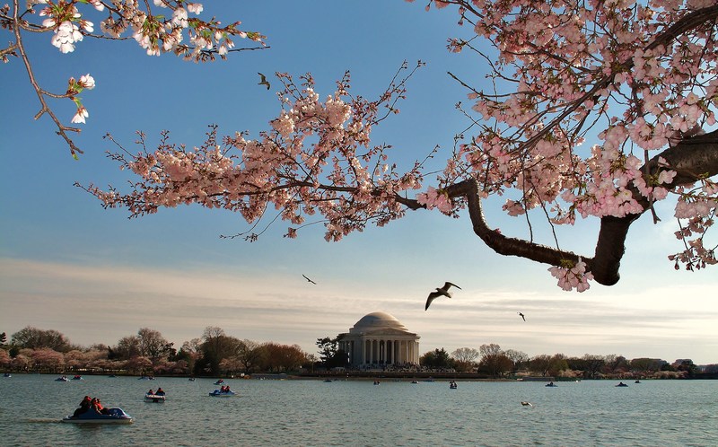 Washington, DC: Cherry Blossom framed Jefferson Memorial 2011